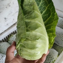 牛心甘蓝，水果甘蓝