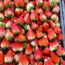 产区宁玉妙香草莓每天大量供应欢迎各位老板前来合作