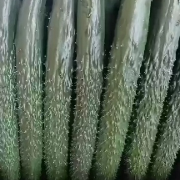 甘肃省白银市靖远县精品大刺黄瓜大量有货
