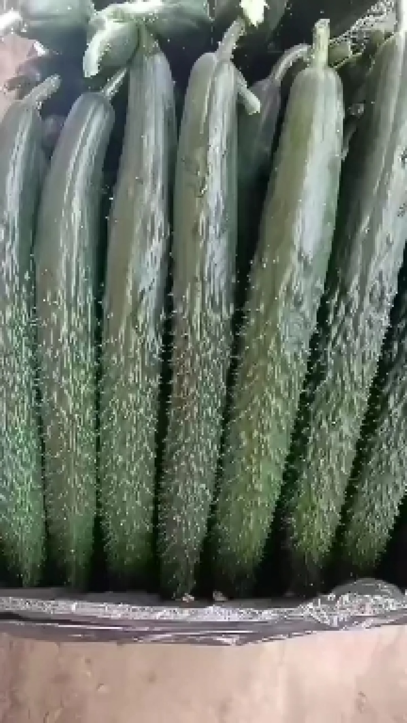 甘肃省白银市靖远县精品大刺黄瓜大量有货