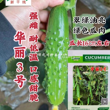 华丽3号旱黄瓜种子油亮强雌性水果黄瓜种子口感甜脆耐低温