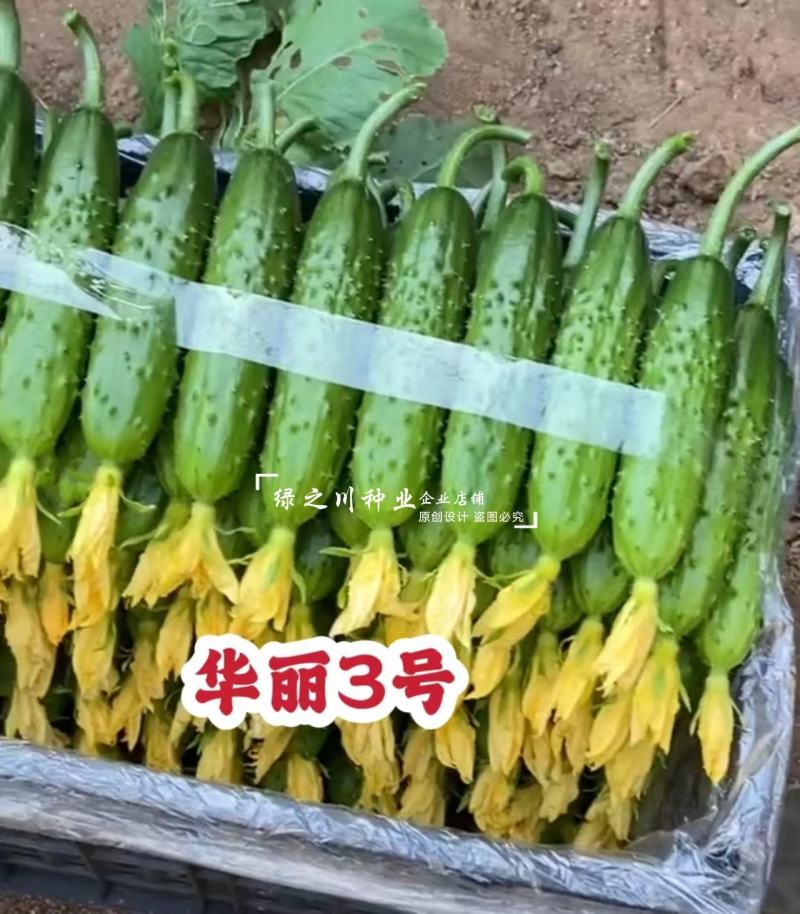 华丽3号旱黄瓜种子油亮强雌性水果黄瓜种子口感甜脆耐低温