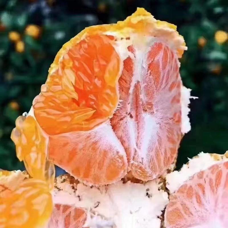 高山涌泉蜜橘