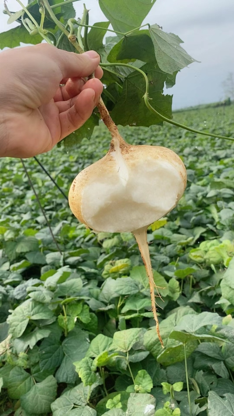 【实力代收】广东凉薯现大量供应中，对接批发批发市场商超