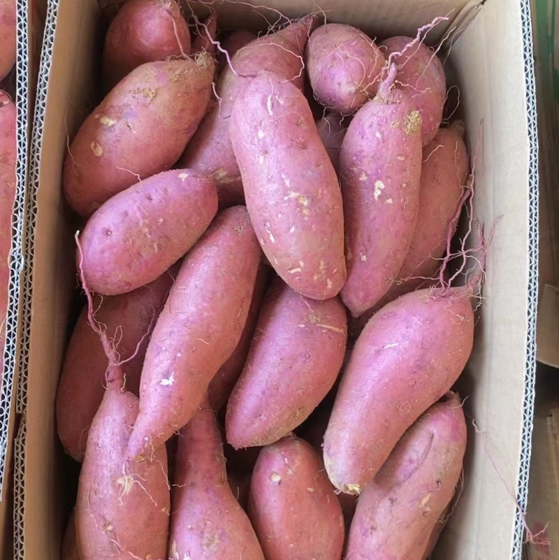 大量济薯26精品