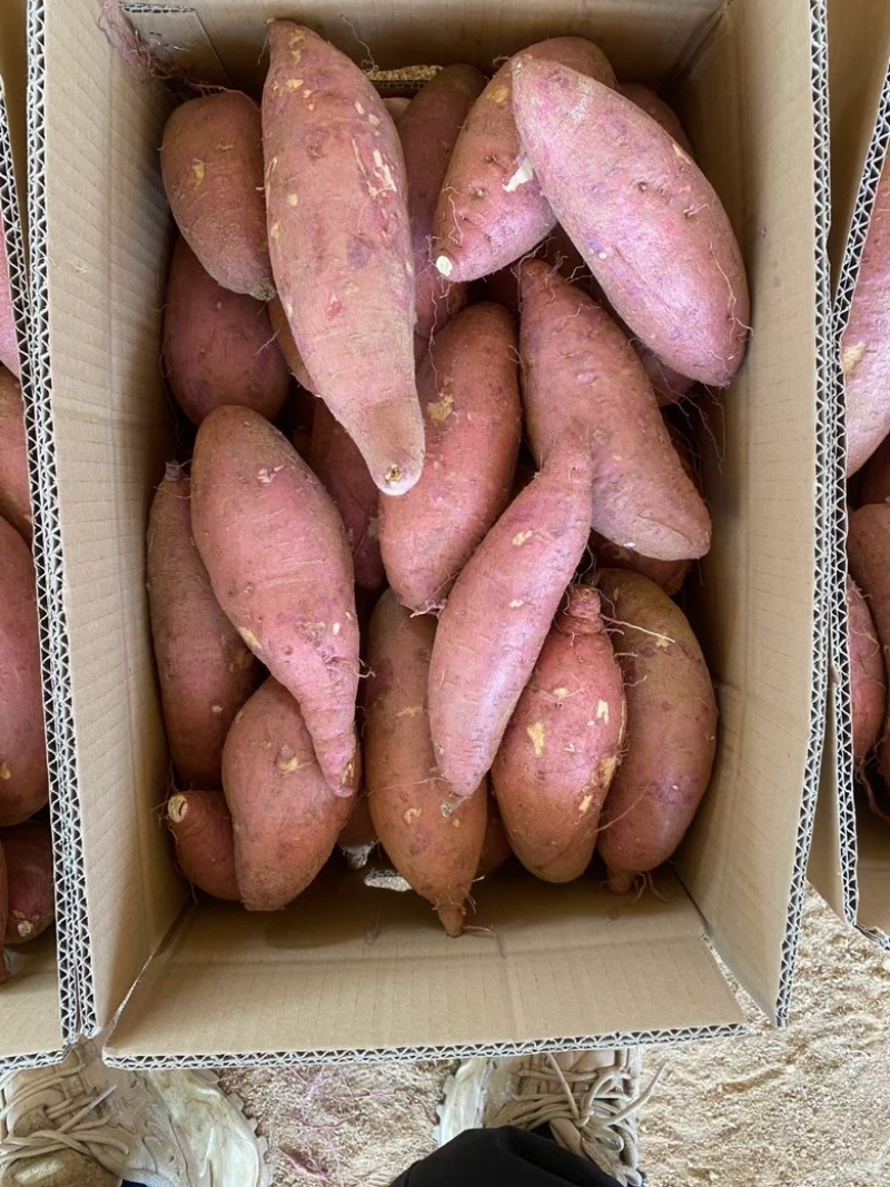大量济薯26精品