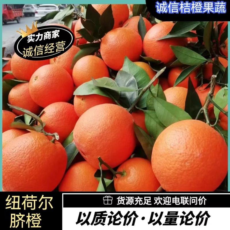 A秭归脐橙/九月红脐橙/纽荷尔/长虹/红橙/血橙/伦晚橙