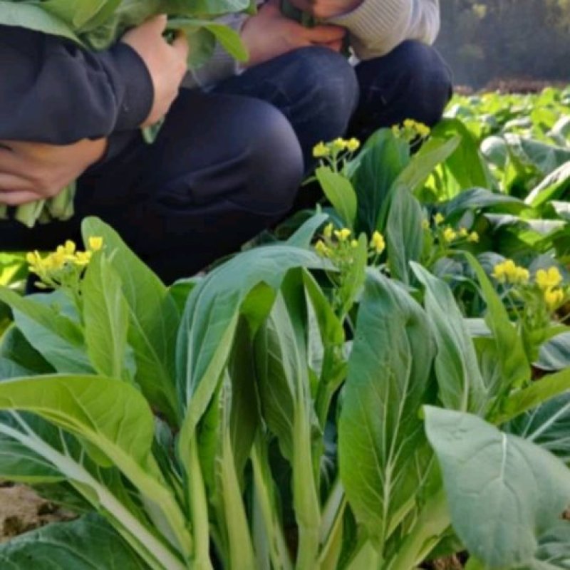 白菜苔菜心产地直供支持全国发货欢迎来电资询洽谈合作共赢