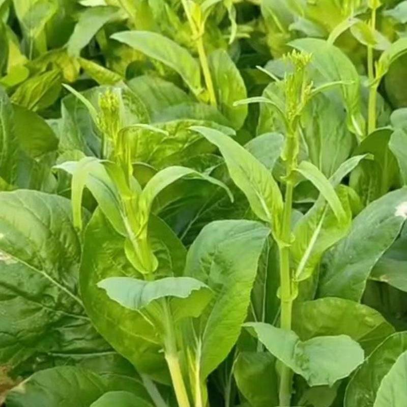 【白菜苔】白菜芯甜菜心产地直供一手货源全国发货