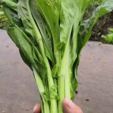白菜苔白菜芯菜苔产地直销一手货源全国支持发货欢迎合作