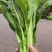白菜苔白菜芯菜苔产地直销一手货源全国支持发货欢迎合作