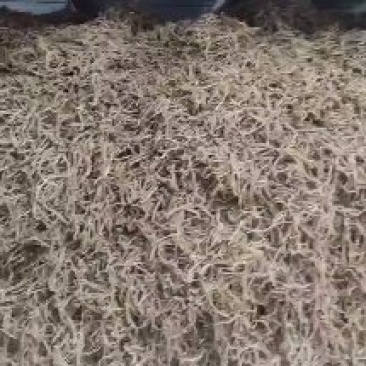 宁夏茴香根皮