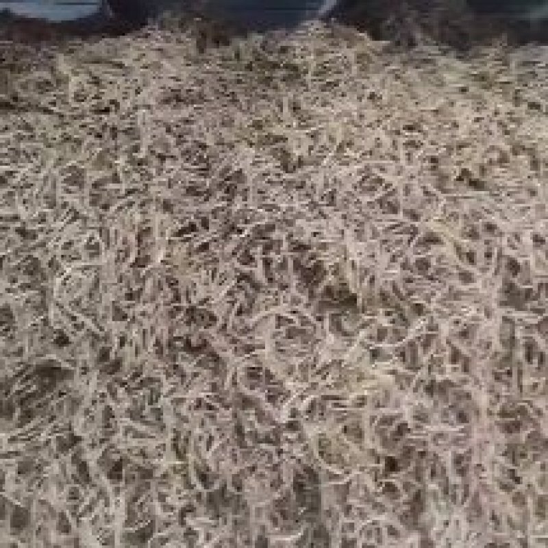 宁夏茴香根皮