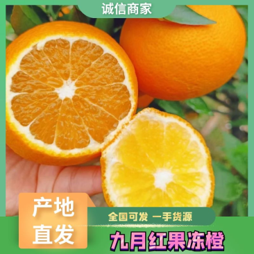 九月红脐橙一件代发湖北宜昌秭归产地鲜果供应