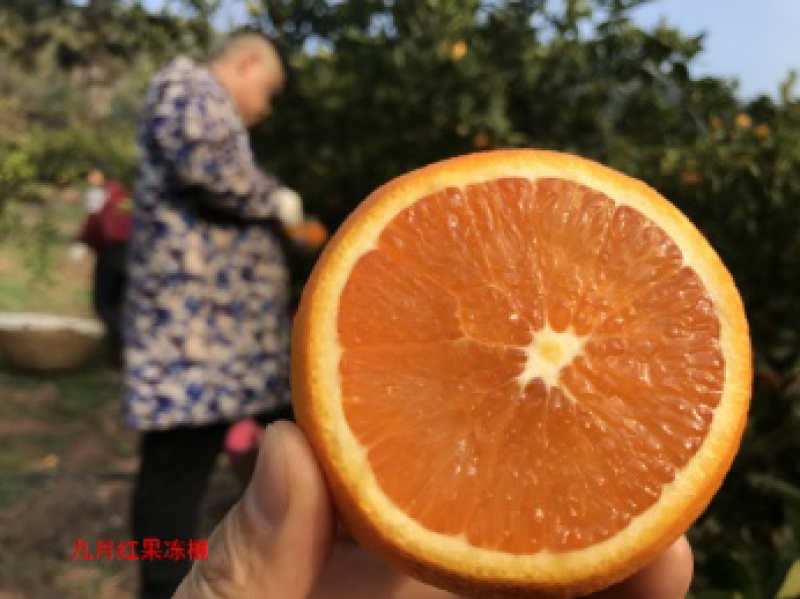 九月红脐橙一件代发湖北宜昌秭归产地鲜果供应