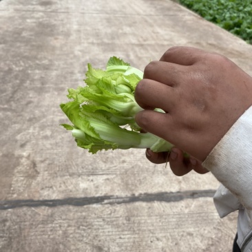 早熟儿菜