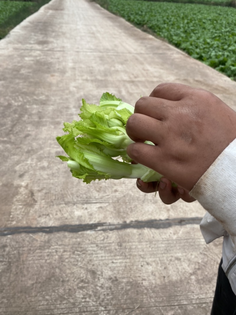早熟儿菜