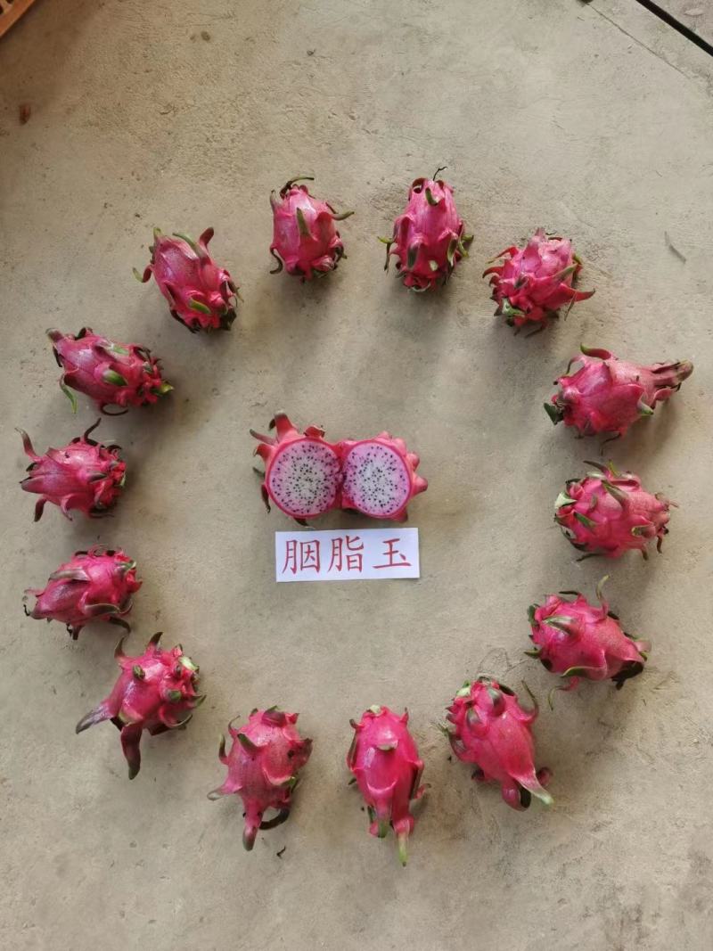 胭脂玉双色火龙果苗大量供应基地直发对接全国市场欢迎咨询