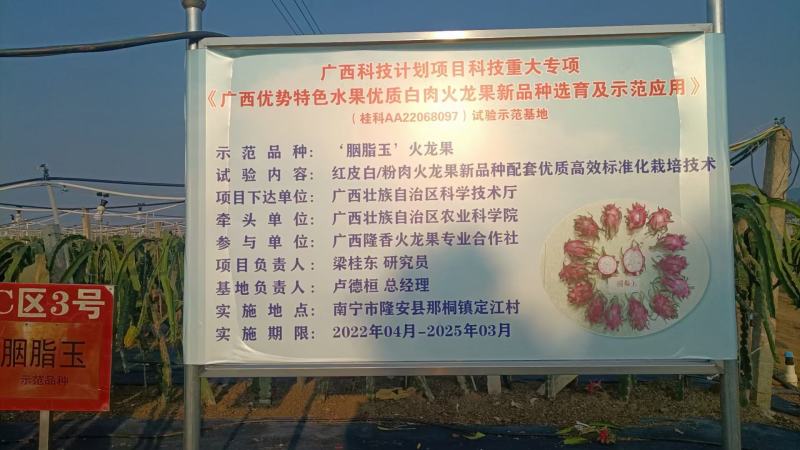 胭脂玉双色火龙果苗大量供应基地直发对接全国市场欢迎咨询