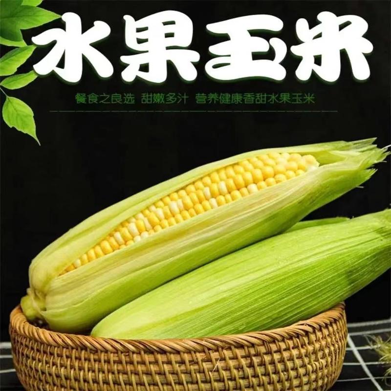 云南水果玉米甜玉米，质脆而甜，质量保证，代发全国