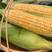 云南水果玉米甜玉米，质脆而甜，质量保证，代发全国