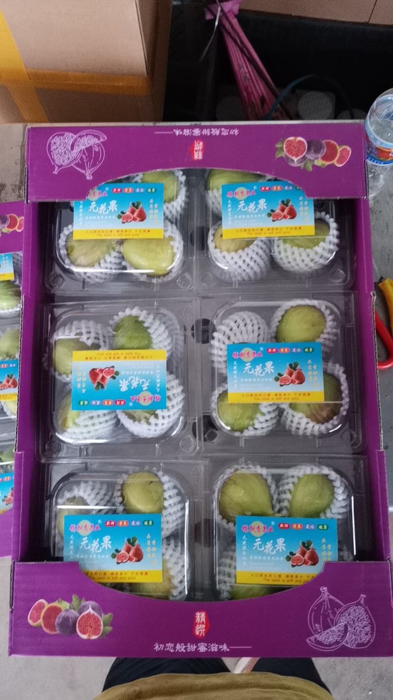 云南热带波姬红无花果