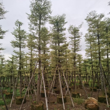 锦叶榄仁5至15分大量广东揭阳基地直供