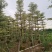 锦叶榄仁5至15分大量广东揭阳基地直供