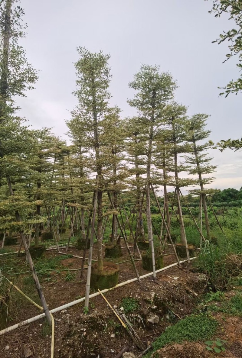 锦叶榄仁5至15分大量广东揭阳基地直供