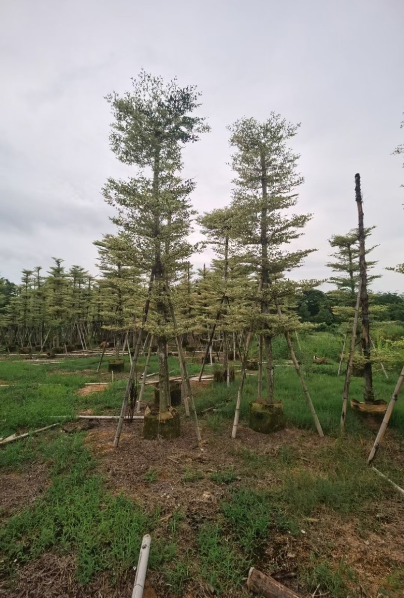 锦叶榄仁5至15分大量广东揭阳基地直供