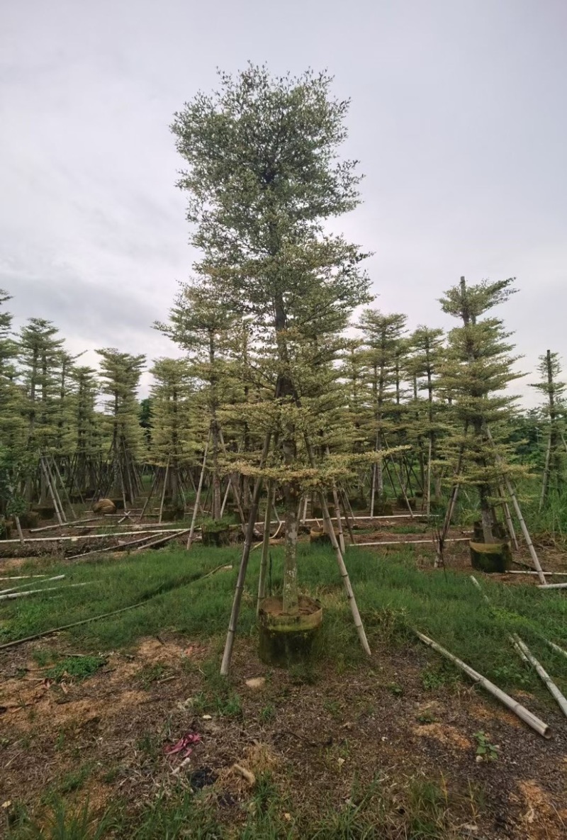 锦叶榄仁5至15分大量广东揭阳基地直供