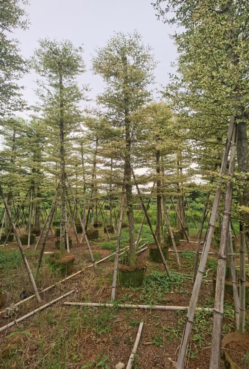 锦叶榄仁5至15分大量广东揭阳基地直供
