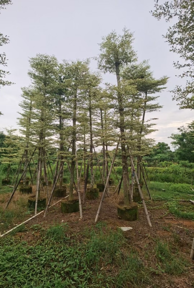 锦叶榄仁5至15分大量广东揭阳基地直供