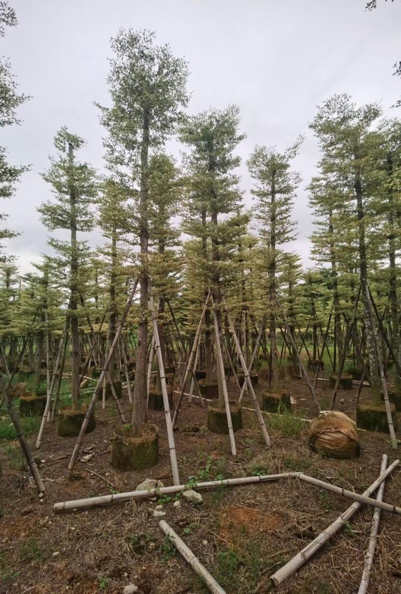 锦叶榄仁5至15分大量广东揭阳基地直供