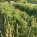大量80至1米高爬墙虎广东普宁基地直供