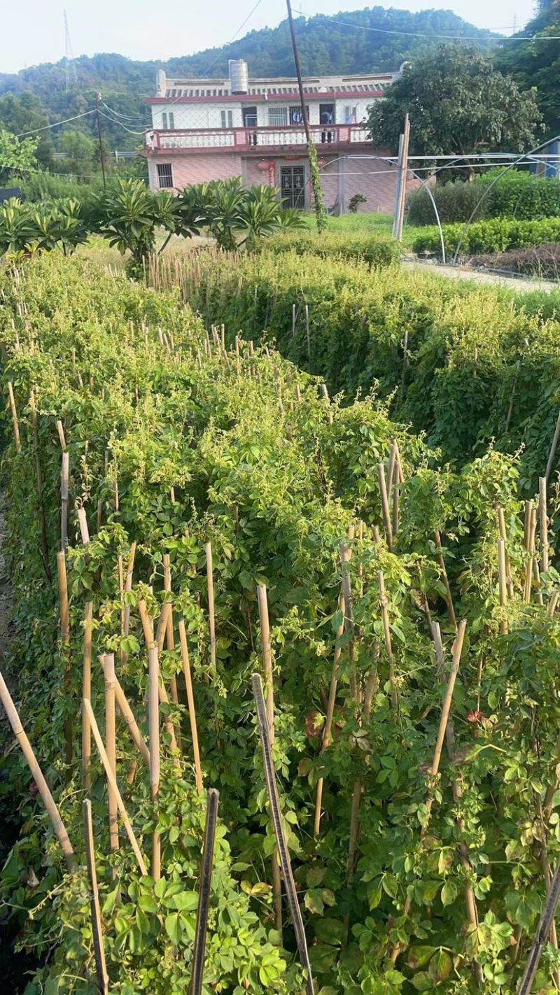 大量80至1米高爬墙虎广东普宁基地直供