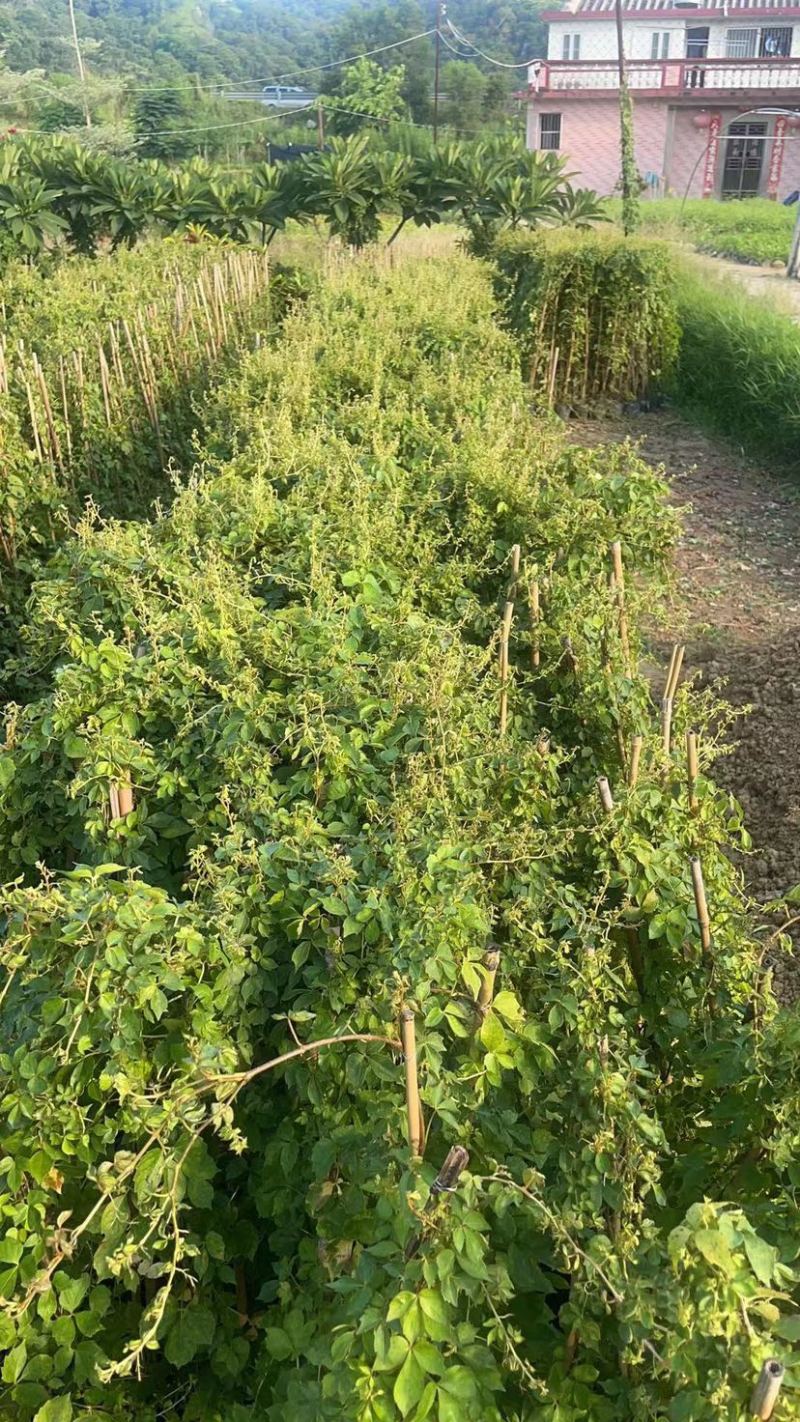 大量80至1米高爬墙虎广东普宁基地直供