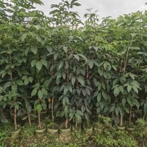 原生苗紫花风铃木2米至3米、1至3分大量广东普宁基地直供