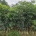 原生苗紫花风铃木2米至3米、1至3分大量广东普宁基地直供