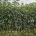原生苗紫花风铃木2米至3米、1至3分大量广东普宁基地直供