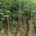 原生苗紫花风铃木2米至3米、1至3分大量广东普宁基地直供