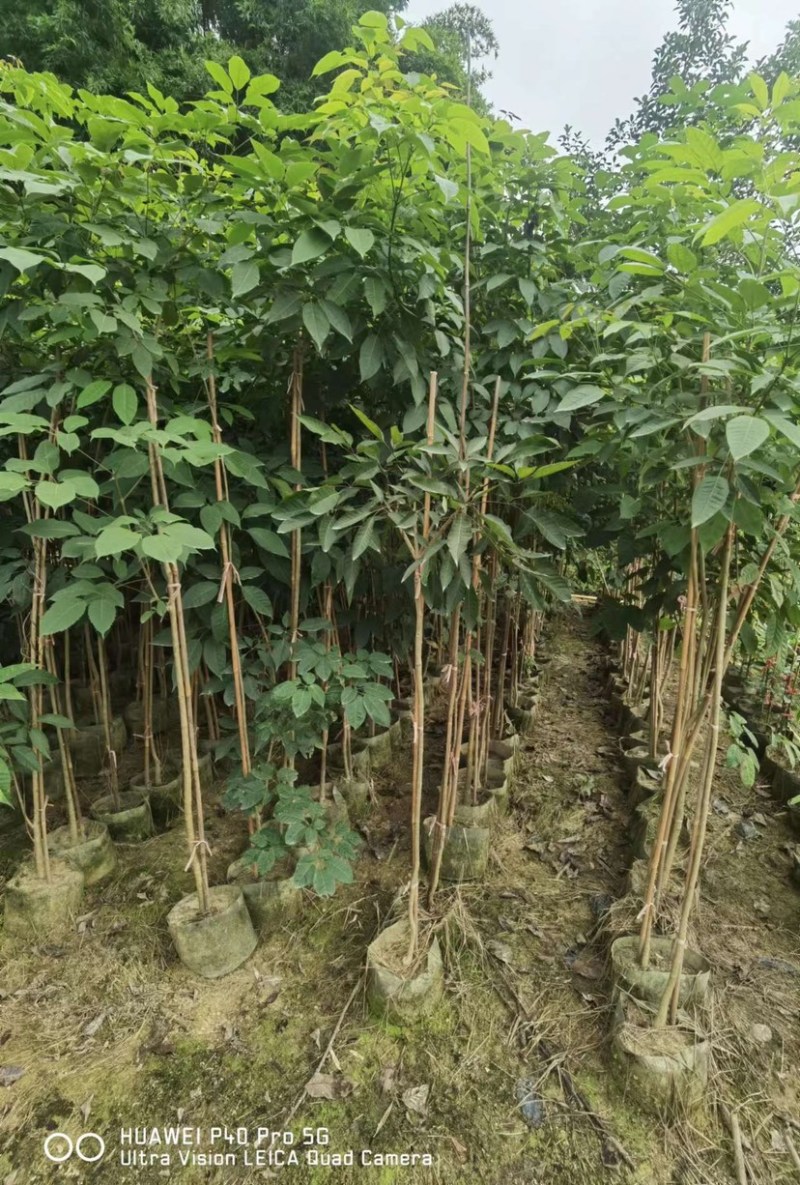 原生苗紫花风铃木2米至3米、1至3分大量广东普宁基地直供