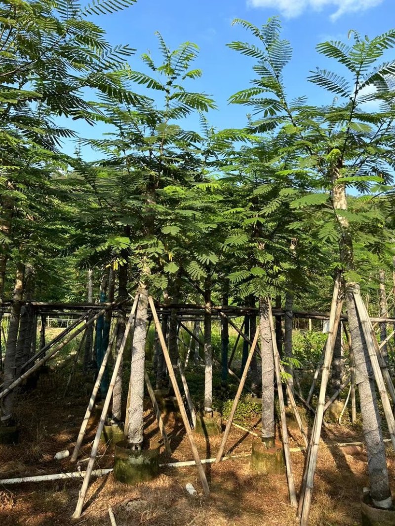 南洋楹10分至25分广东普宁基地直供