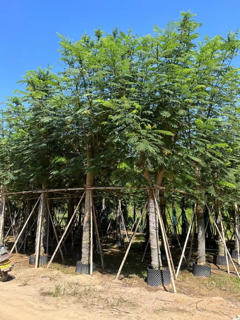 南洋楹10分至25分广东普宁基地直供
