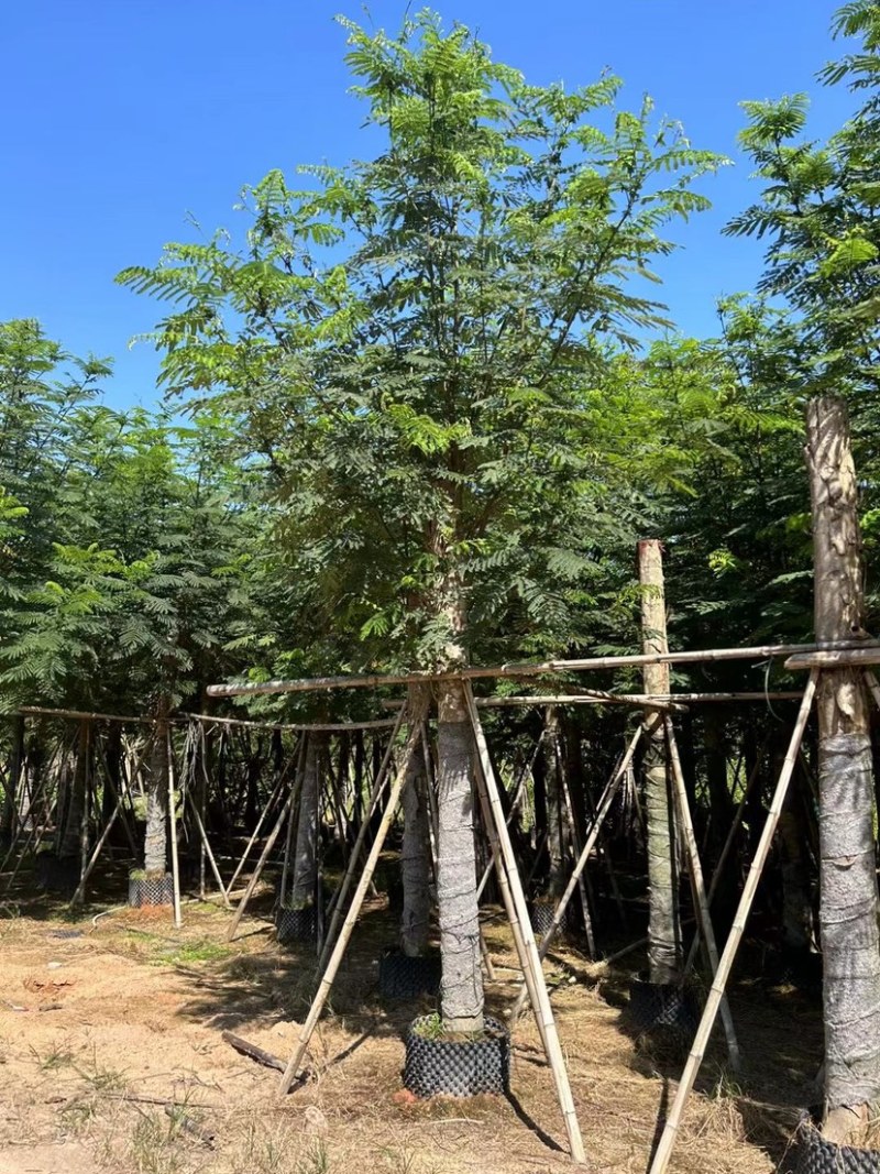 南洋楹10分至25分广东普宁基地直供