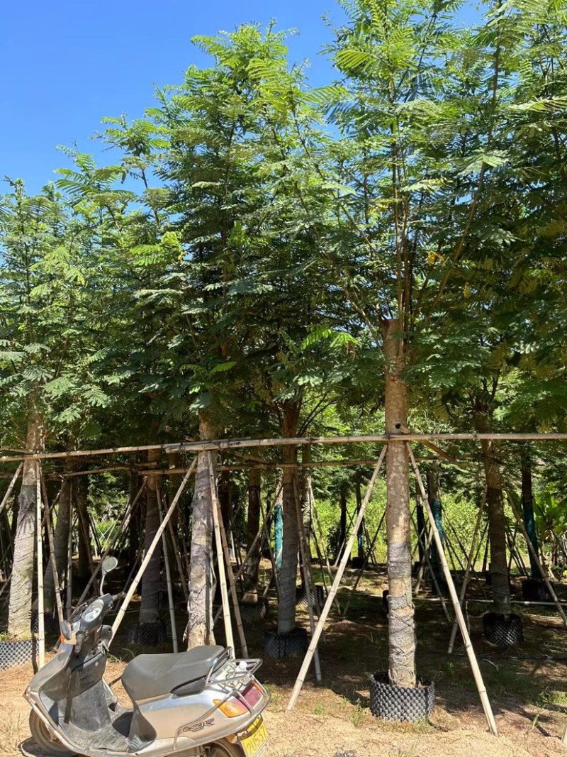 南洋楹10分至25分广东普宁基地直供