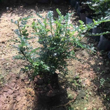 胡椒木七斤袋大量出售