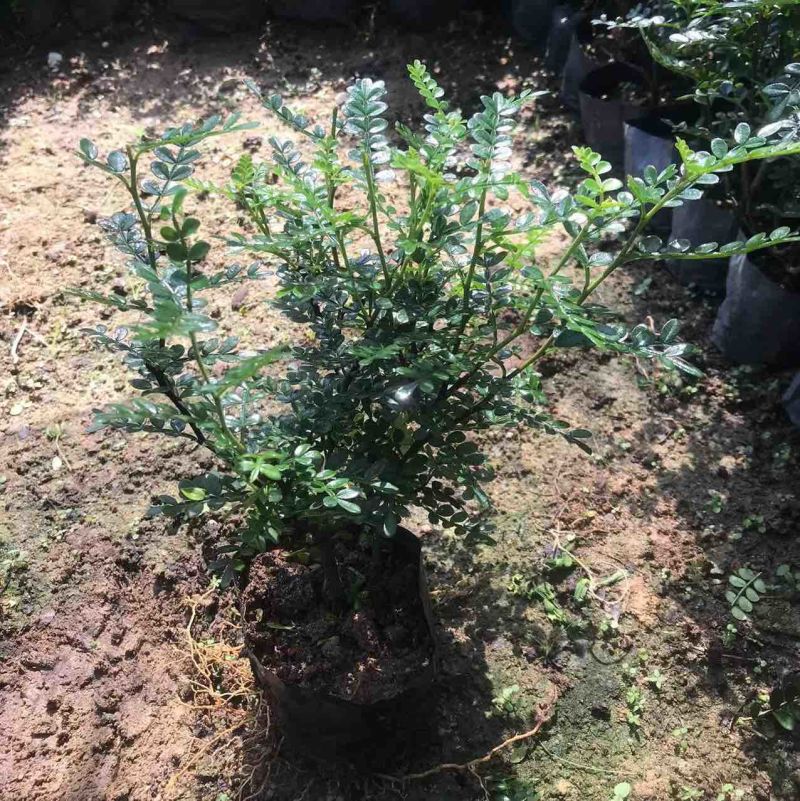 胡椒木七斤袋大量出售