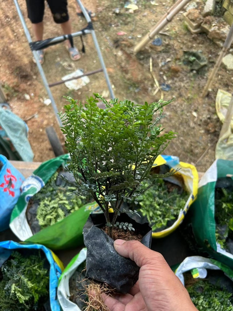 胡椒木七斤袋大量出售