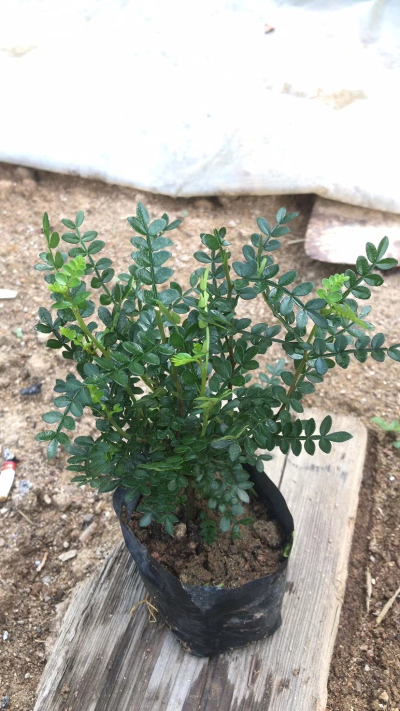 胡椒木七斤袋大量出售